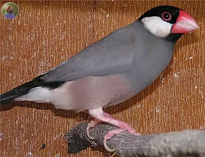 rýžoník šedý